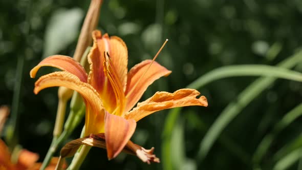 Decorative  day-lily flower in the garden 4K 2160p 30fps UltraHD footage -  Orange  Hemerocallis ful alt