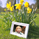 Happy Spring Time Gallery with Flowers and Ducks - VideoHive Item for Sale