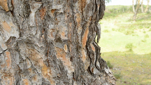 Trunk Pine Tree in Forest alt