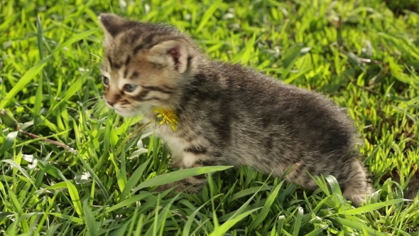 Little Tabby Kittens  On Green Grass alt