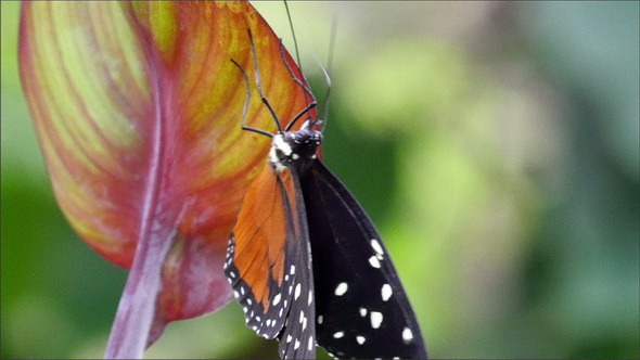A Black Orange Butterfly Climbing on a Leaf  