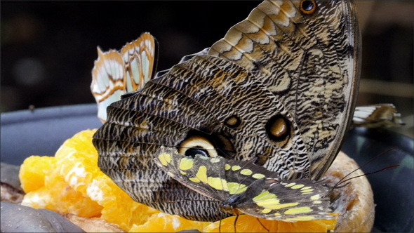 Four Butterflies Laying on the Oranges