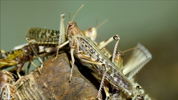 Lots of Grasshopper Flocking into a Wood