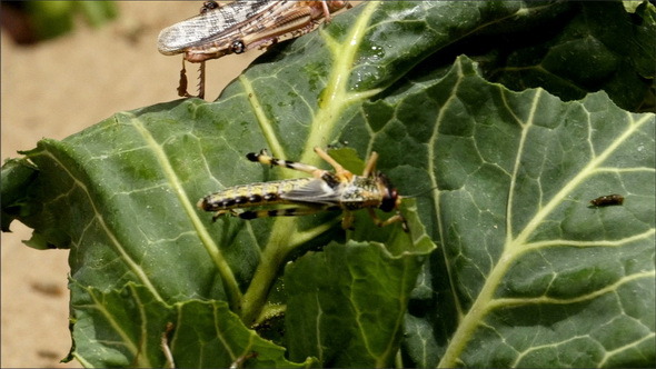 Two Brown Grasshoppers are Eating the Leaf