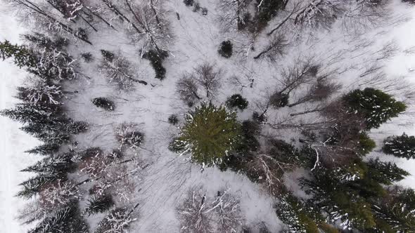 The Drone Flies Over the Tops of Trees in Winter