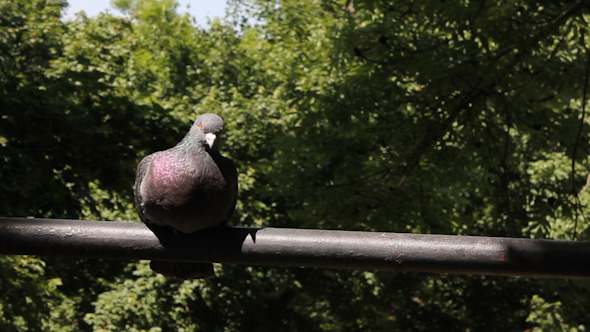 Pigeon On A Bar