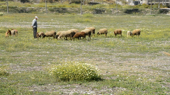 Spanish Rural Shepherd alt