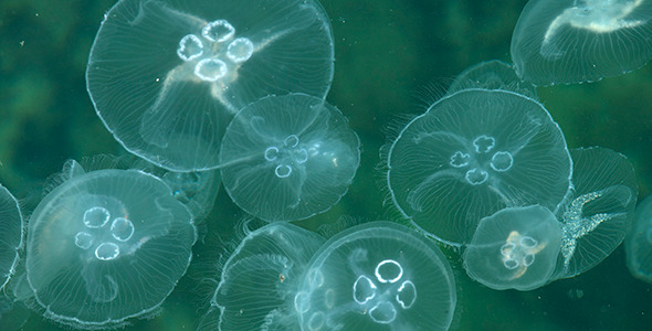 Large Group of Jellyfish