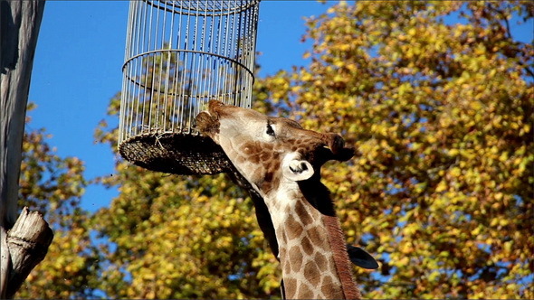 Giraffe Reaching its Food Head of Giraffe