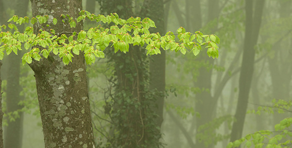 Strong Fog in the Beech Forest