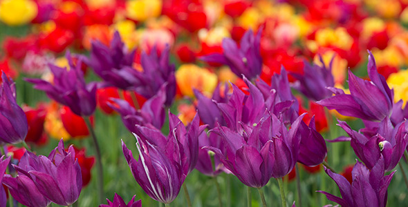  Tulips as Background
