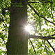 Tree Sun - VideoHive Item for Sale