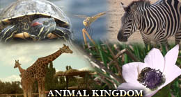 Animal Kingdom
