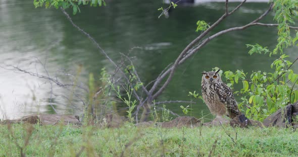 Eagle owl sitting by a water body early in the morning in front of green grass and flies off alt