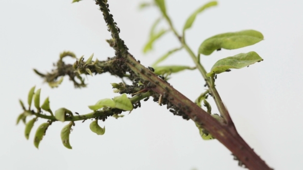 Aphids On Acacia