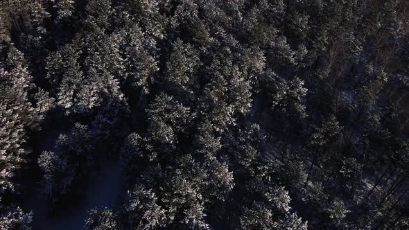 Aerial View Winter Forest Snow Pine Trees Landscape Drone