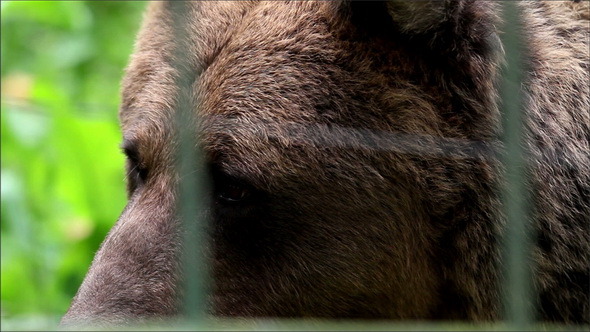 Grizzly Brown Bear Safe in the Cage
