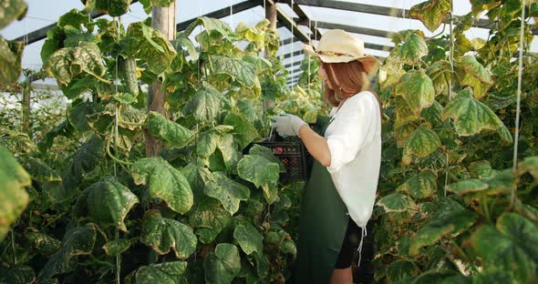 Woman Harvesting Cucumbers in Greenhouse