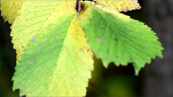 Elm Ulmus Close Up of Leaf