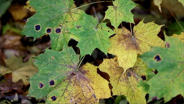 Black Spots Found on the Maple Leaves