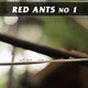 Red Ants No.1 Red Ants No.1 - VideoHive Item for Sale