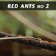 Red Ants No.2 Red Ants No.2 - VideoHive Item for Sale