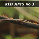 Red Ants No.3 Red Ants No.3 - VideoHive Item for Sale
