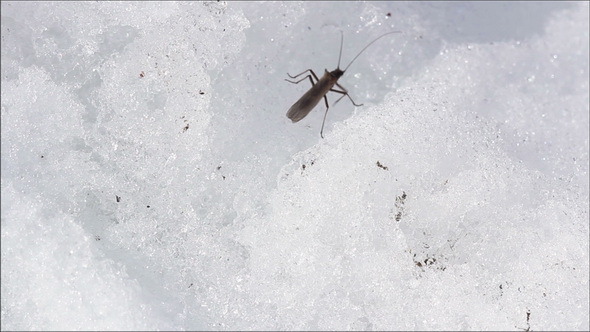 An Insect is Crawling on the Snow