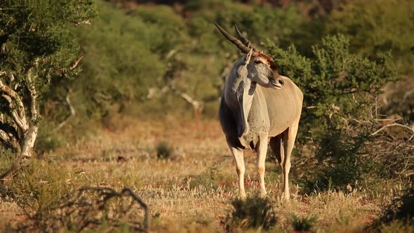 Alert Eland Antelope alt