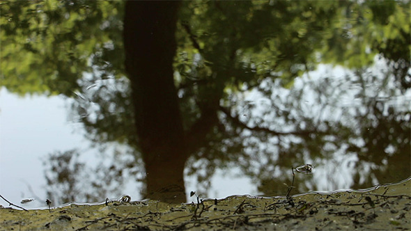 Morning by the River 2 alt