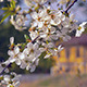 Spring Cherry Tree Flower - VideoHive Item for Sale