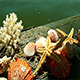 Sea Shells on Green Wood Pier - VideoHive Item for Sale