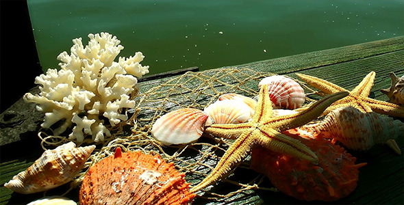 Sea Shells on Green Wood Pier