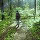 Hiking In The Beautiful Green Summer Forest - VideoHive Item for Sale
