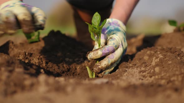 Farmer Plants Seedlings of Pepper in a Field, Close-up Hands alt