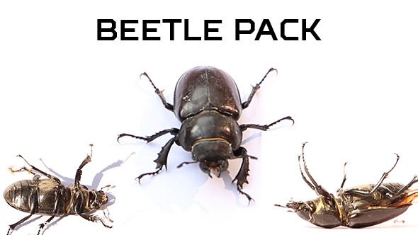 Beetle Pack