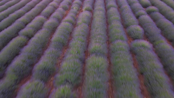 Lavender Field alt