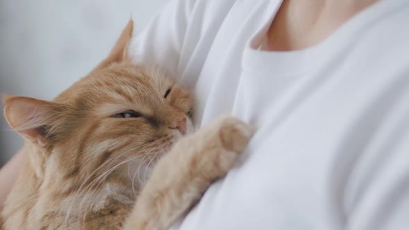 Cute Ginger Cat Dozing on Woman's Hands. Close Up Slow Motion Footage of Fluffy Pet. Woman Stroking alt