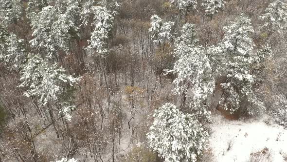 Flight over forest tree tops under snow 4K aerial video alt