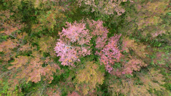 The beautiful pink flowers of the Prunus cerasoides in the forests of Thailand. alt