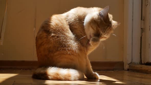 Domestic Ginger Cat Sits on the Floor Near the Window Under the Rays of Sunlight Paws Its Muzzle
