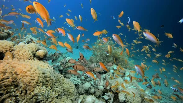 Underwater Tropical Colorful Reef alt