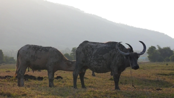 Little Buffalo Suck Up Milk From Bull Mother, Stock Footage | VideoHive