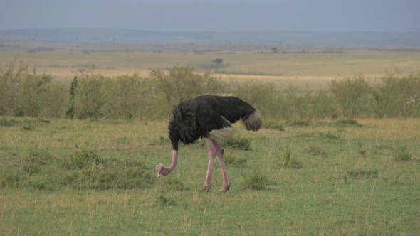 Male ostrich feeding in Maasai Mara National Reserve alt