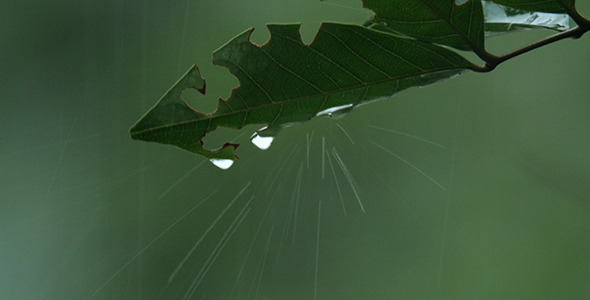Leaf in The Rain 4a