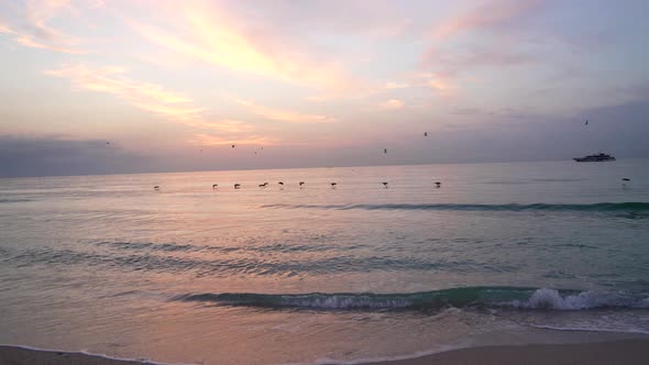 Seagulls Flying Above the Sea Water with Ship Silhouette on Sunet Slow Motion Nature