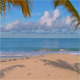 Coconut trees in the afternoon - VideoHive Item for Sale