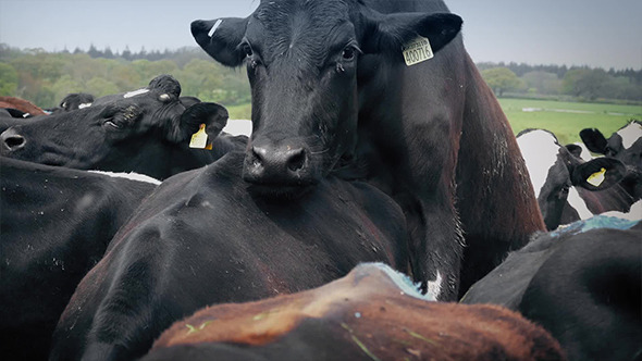 Cow Mounting In Closely Packed Herd alt