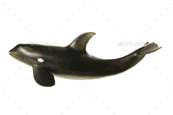 Killer Whale - Stock Photo - Images