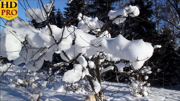 Twigs of a Plant are Covered with Snow